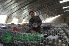 潞城亳州市食用菌温室大棚公司